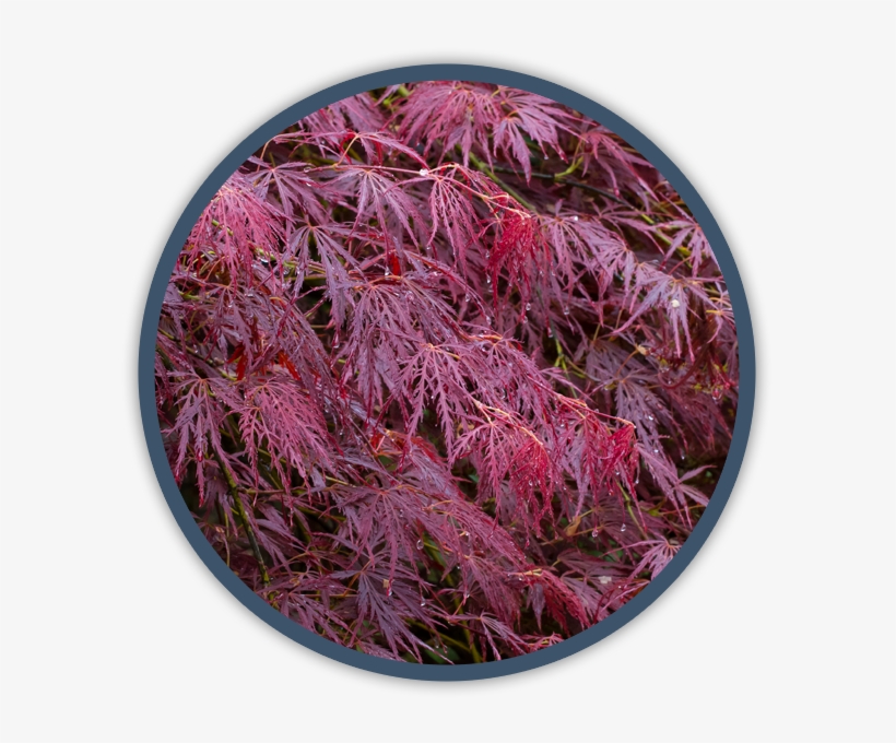 Shrubs - Maple, transparent png #3138801