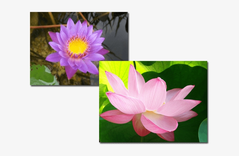 Aquatic Plants - Sacred Lotus, transparent png #3138963