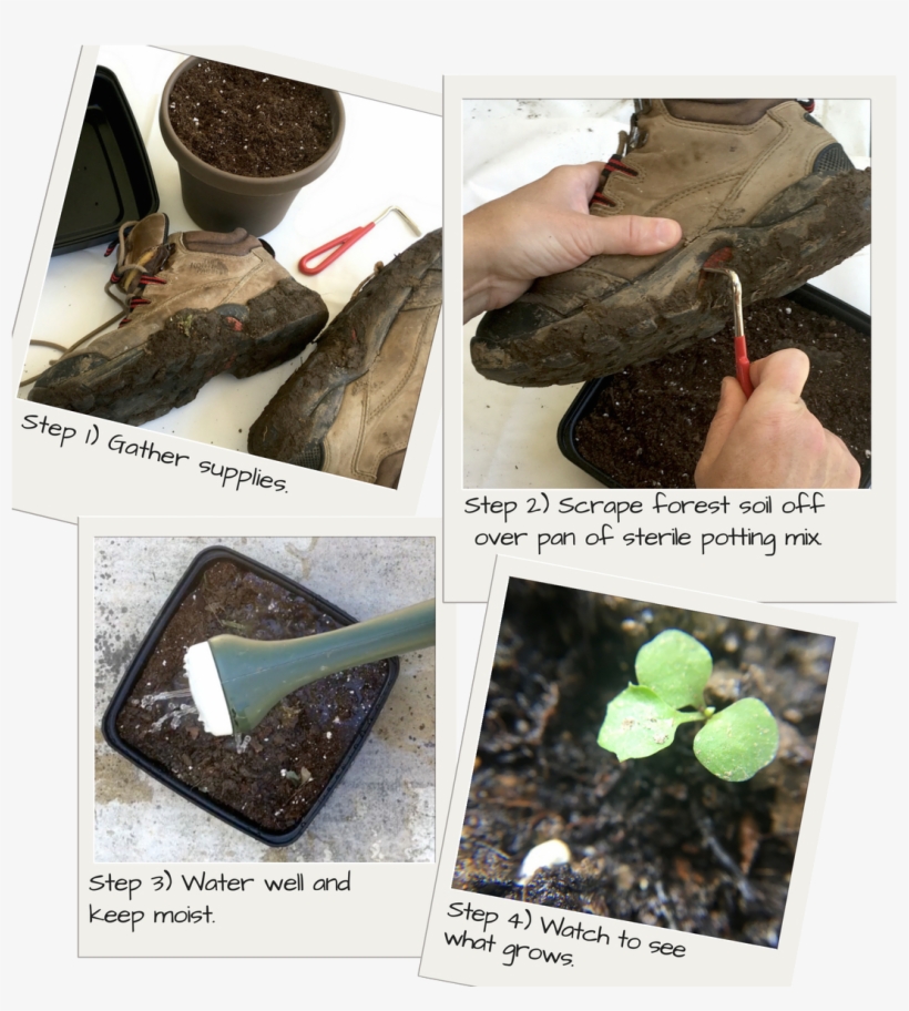 Hitchhiking Plants - Plants, transparent png #3138981