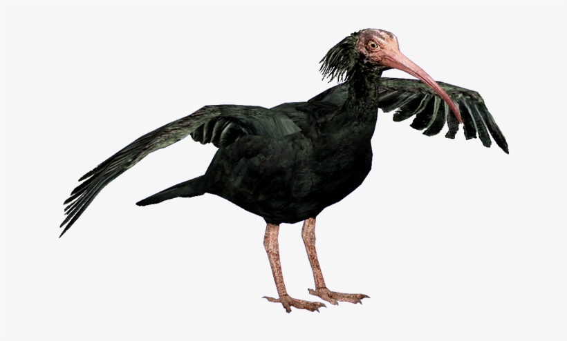 Ibisnorthernbald Hendrix - Turkey, transparent png #3139161