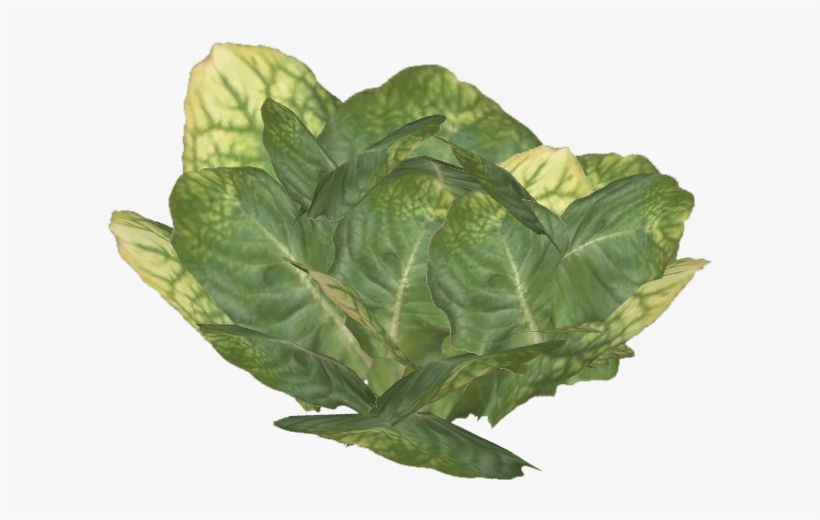 Lettuce - Collard Greens, transparent png #3140330