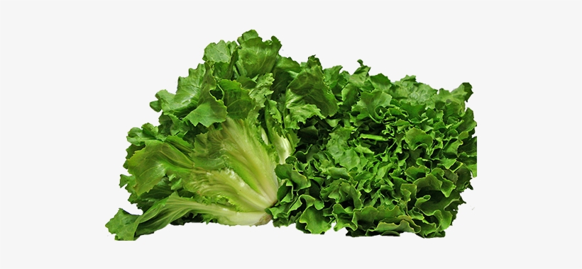 Escarole - Escarole Png, transparent png #3140507