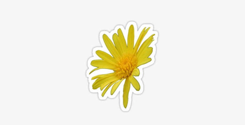 Yellow Daisy Png Yellow Daisy Flower By - 3drose Lsp_167502_1 Yellow Daisy Flower-bring On Summer, transparent png #3140796