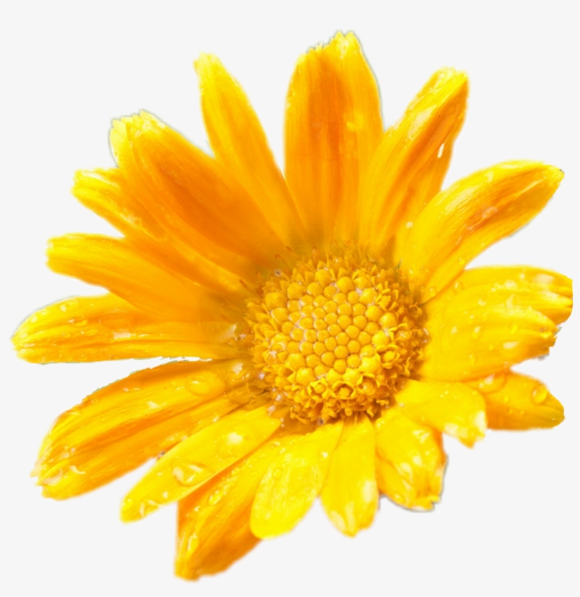 Flower Yellow Daisy Yellowdaisy Sticker Ladymc - Calendula White Background, transparent png #3140797