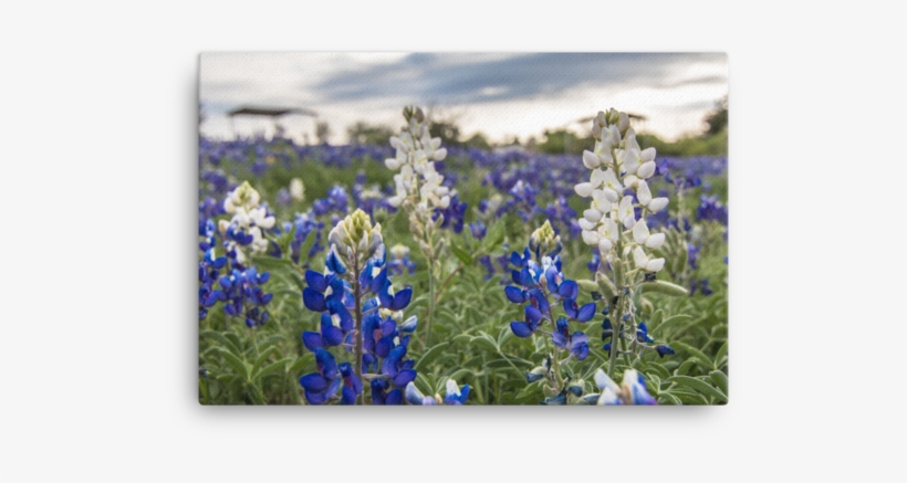 Texas Hill Country, transparent png #3140823