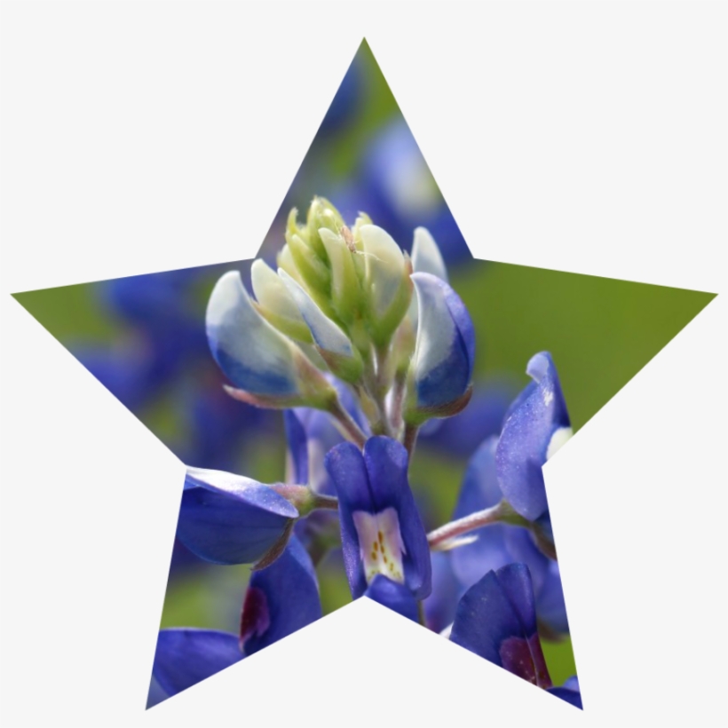 Here's A Texas-sized Wish For A Great Independence - Portable Network Graphics, transparent png #3140992