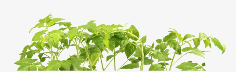 Feature Image - Photography, transparent png #3141093