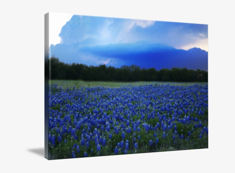 "texas Bluebonnets Wildflowers" By Rodney Livermore - Gallery-wrapped Canvas Art Print 16 X 11 Entitled Texas, transparent png #3141128