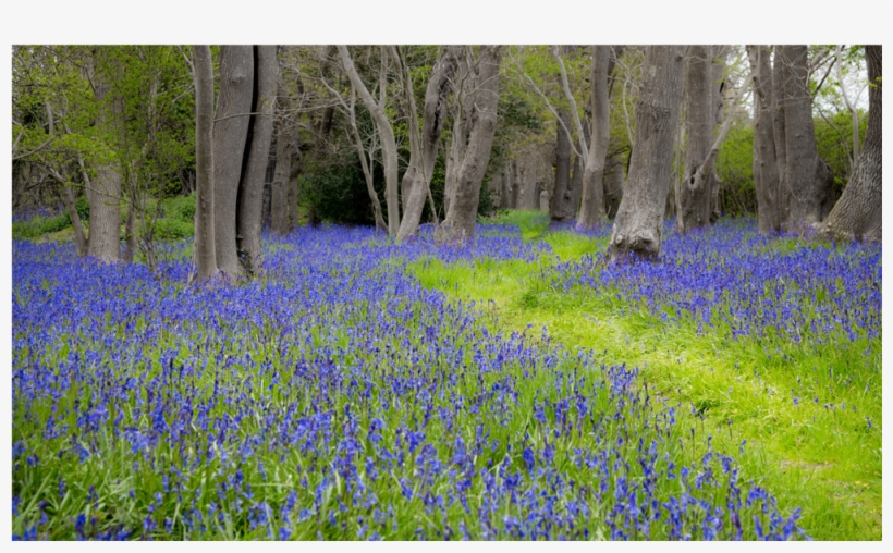 Score 50% - Wallpaper, transparent png #3141259