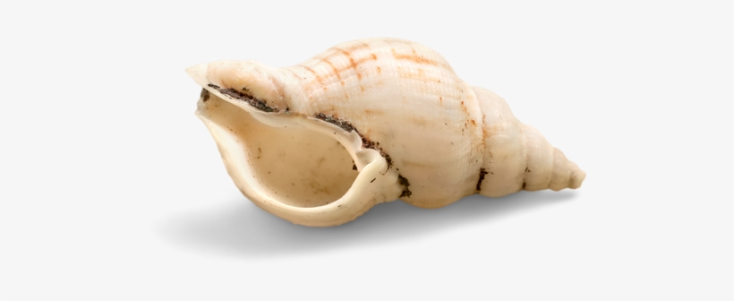 Conch Shell Png Photo - Shell, transparent png #3141340