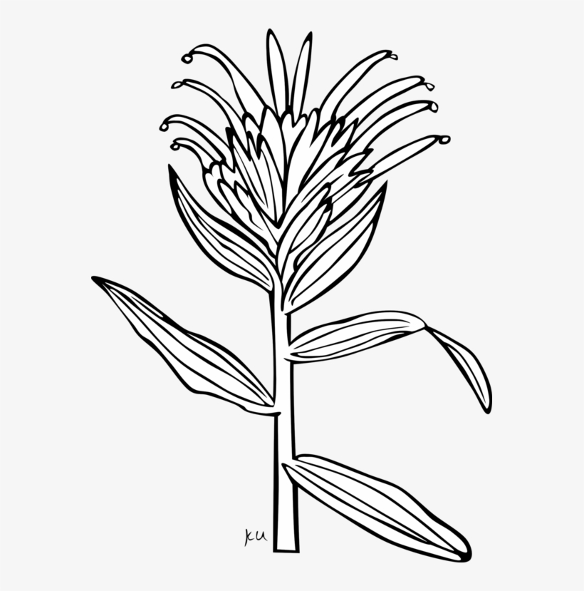 Giant Red Indian Paintbrush Coloring Book Wyoming Indian - Indian Paintbrush Flower Coloring Page, transparent png #3141515