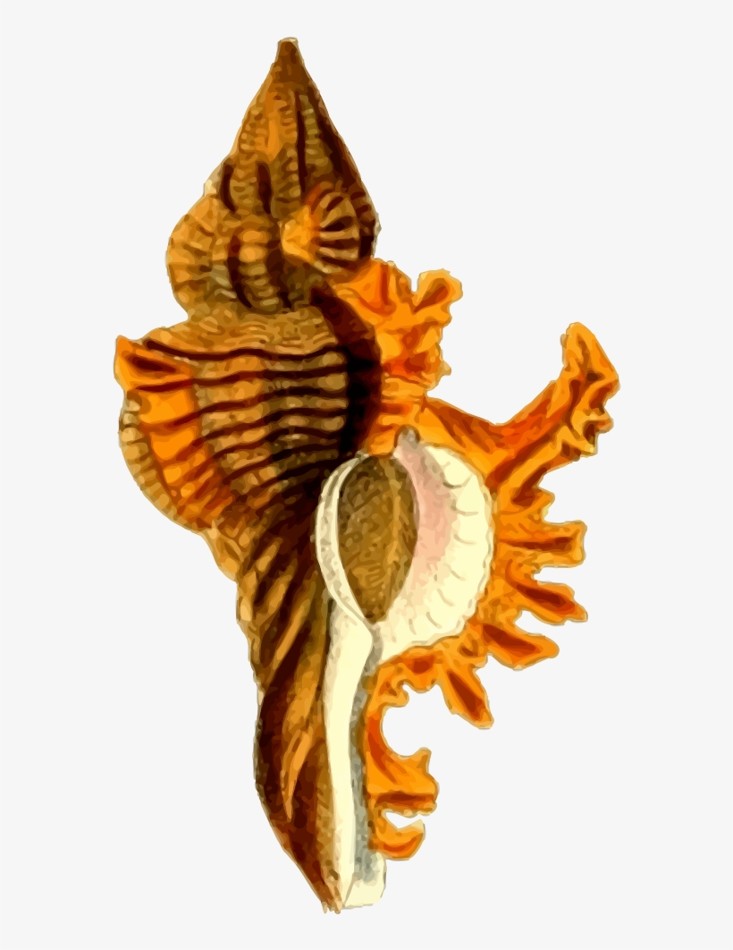 Sea Shell - Art Print: Coastal Dreams 2 By Kimberly Allen : 13x13in, transparent png #3141682