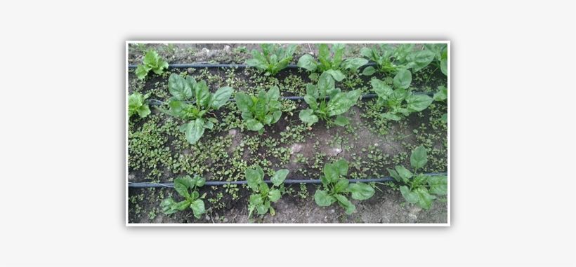 Figure 2 Input Image - Garden, transparent png #3141684