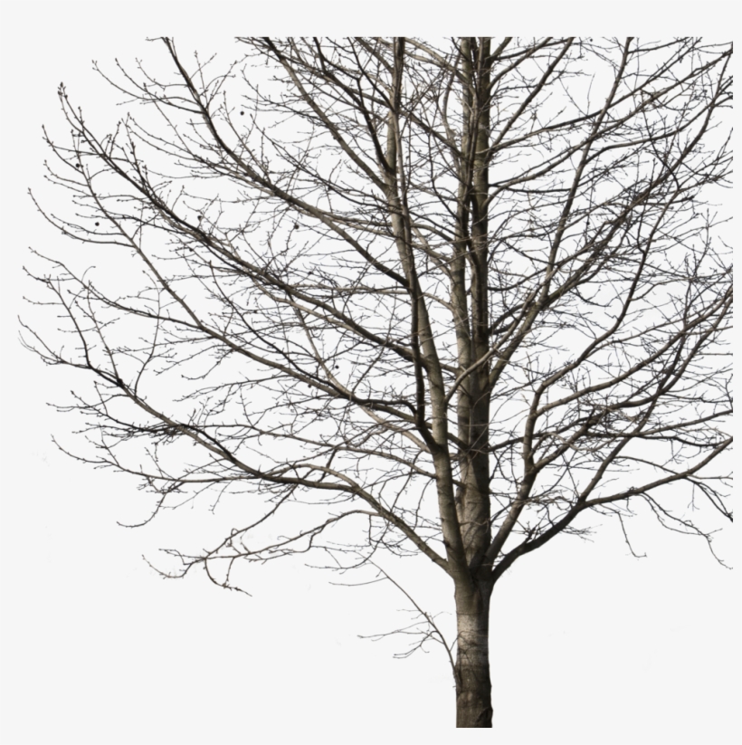 Deciduous Tree Winter I Cutout Trees Png Deciduous - Cut Out Tree Png, transparent png #3142831