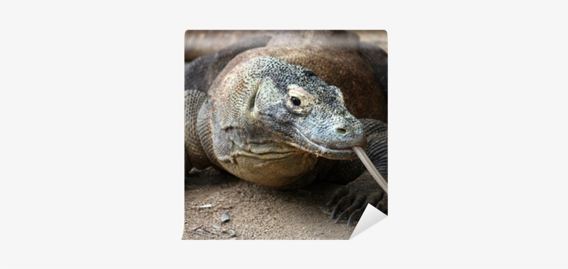 Endangered Animal In Philippines, transparent png #3147727
