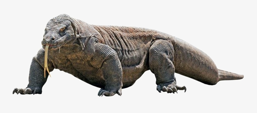 Komodo Dragon Png Transparent Image - Komodo Dragon White Background, transparent png #3147732