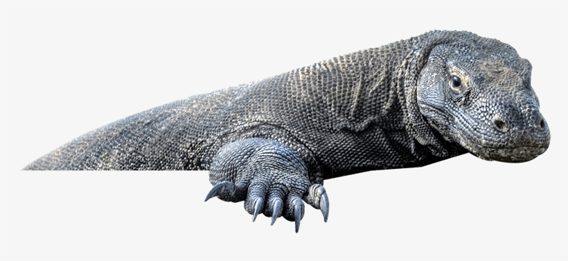 Enjoy An Unforgetable Experience To Explore The Beauty - Komodo, transparent png #3147916