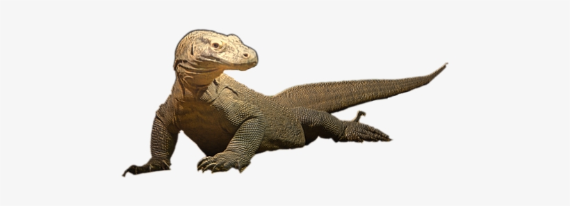 Bleed Area May Not Be Visible - Styracosaurus, transparent png #3148014