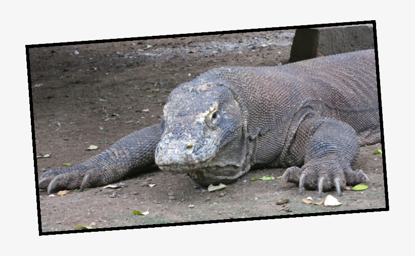 Komodo Crew - Komodo Dragon, transparent png #3148082