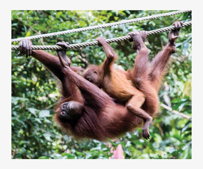 Rare And Endangered Nine Foot Long Monitor Lizard Found - Orangutan, transparent png #3148162