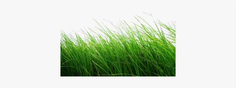 High Grass - Cb Edits Grass Png, transparent png #3149564