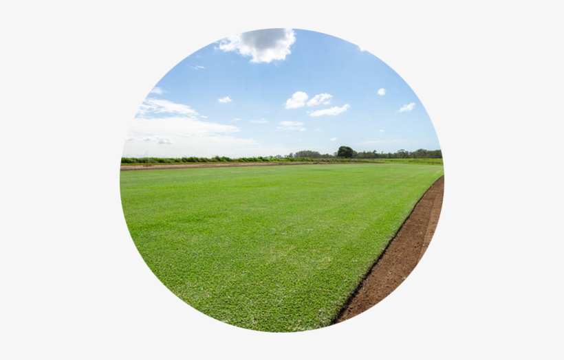 Sir Walter Turf - Grass, transparent png #3149569