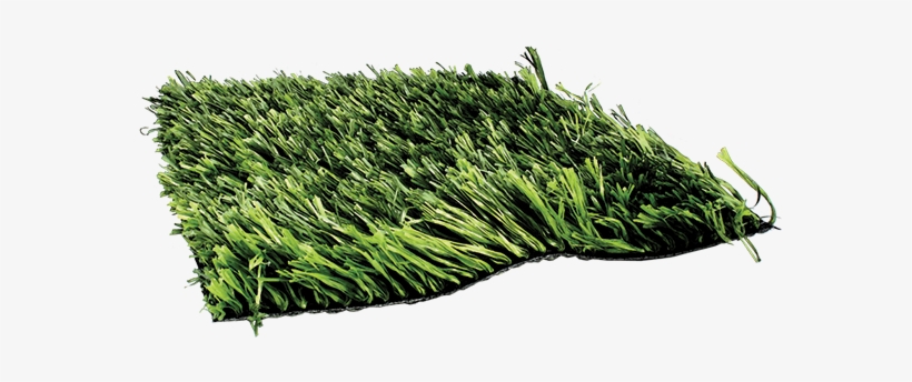 True Grass 407 - Sweet Grass, transparent png #3149590