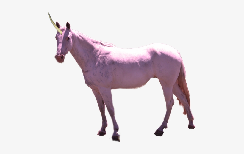 Purple Unicorn Real Life, transparent png #3152035
