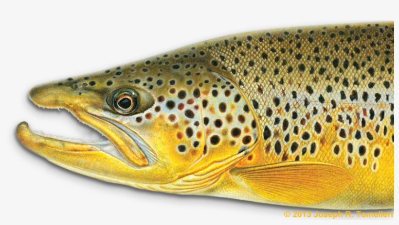 What Is Giclée - Freshwater Fishes Of New York: A Guide, transparent png #3153332