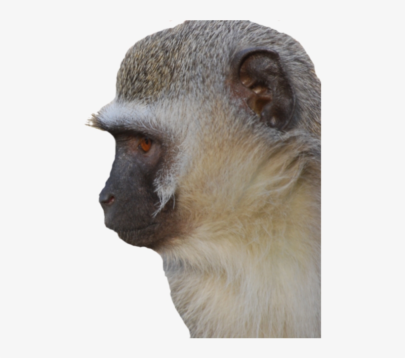 Velvet Monkey Face - Vervet Monkey, transparent png #3155457