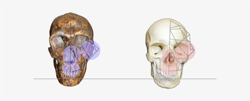 Monkeyface - Skull, transparent png #3155538