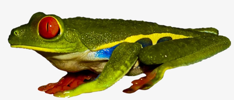 Frog Clip Art - Frog, transparent png #3156340