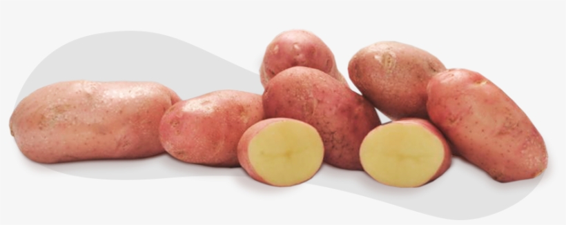 E A Batata Frita, Como Surgiu - Russet Burbank Potato, transparent png #3156342