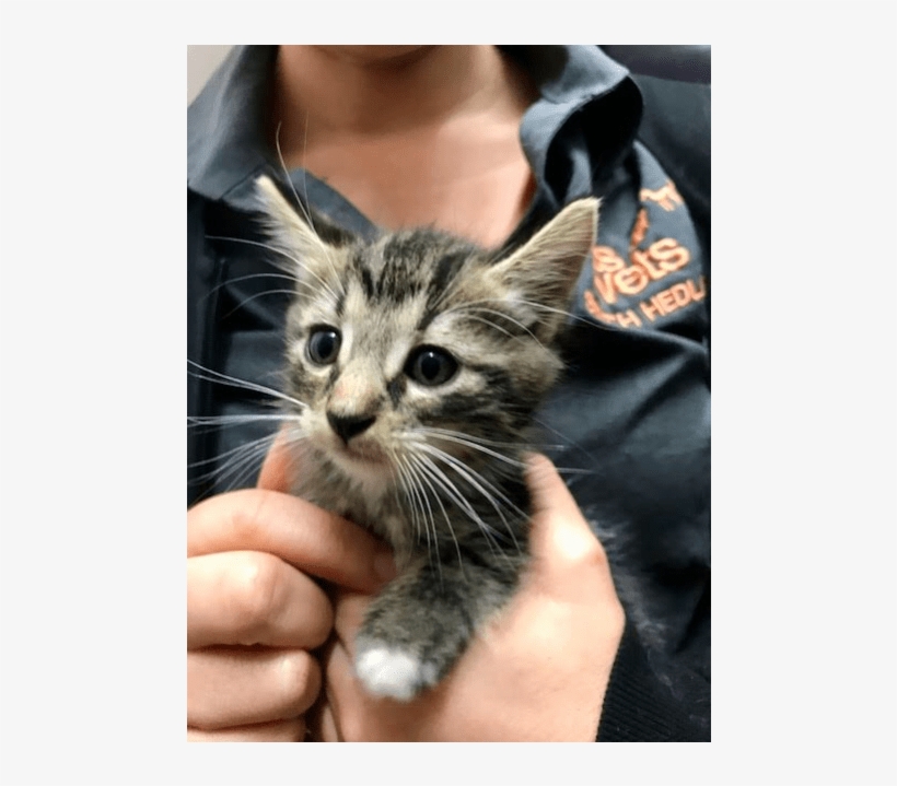 Photo Of Jack Black Back Hc904 - Domestic Short-haired Cat, transparent png #3158267