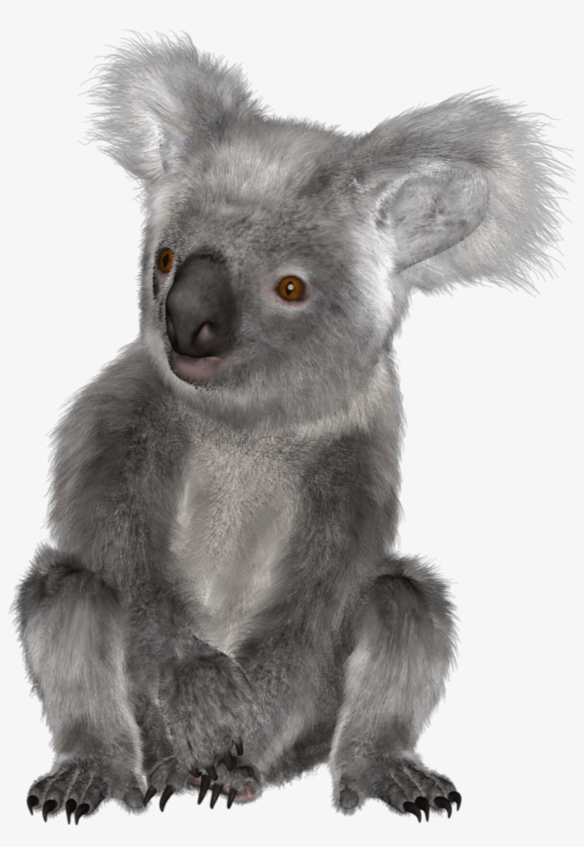 The Newest Koala Stickers On Picsart - Koala, transparent png #3160703