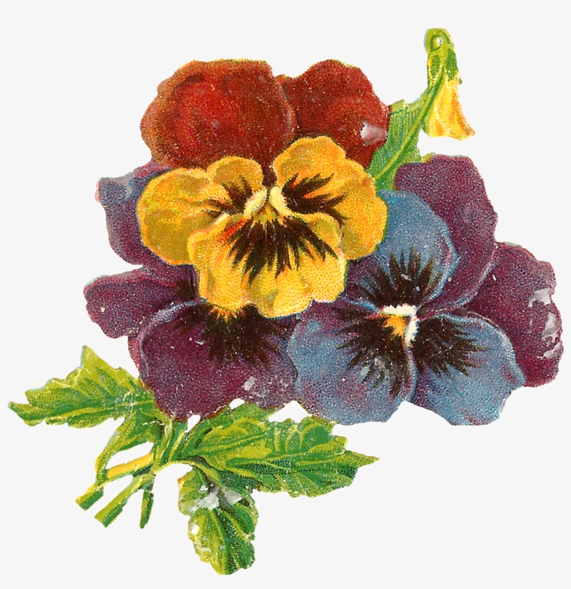 Flowers Art Floral Wildflower Pansy Botanical Illustration - Victorian Flowers, transparent png #3161982