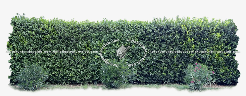 17379 Cut-out Hedge Texture - Hedge, transparent png #3162384