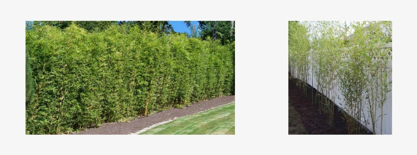 New And Established Bamboo Hedges - Small Bamboo Hedges, transparent png #3162427
