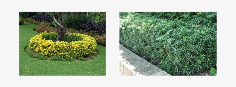 Euonymus Colour Contrast In A Low Hedge - Low Hedges, transparent png #3162447