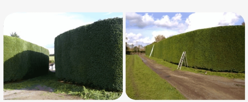 Contact Treecology - Hedge, transparent png #3162491