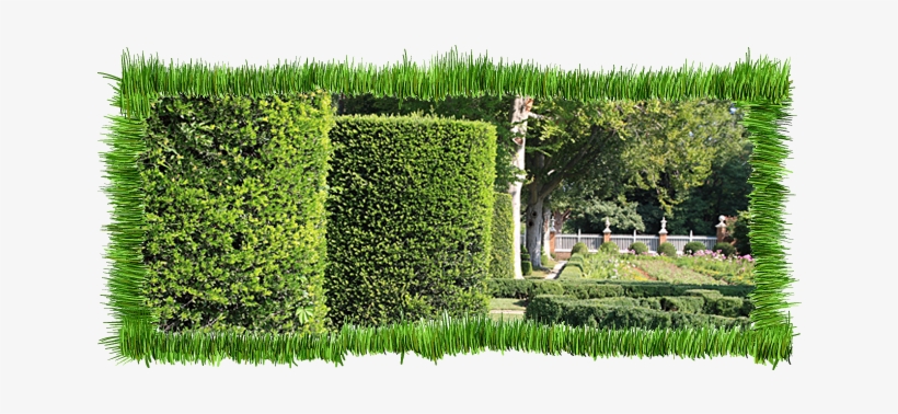 Shrub Cutting - Garden, transparent png #3162725