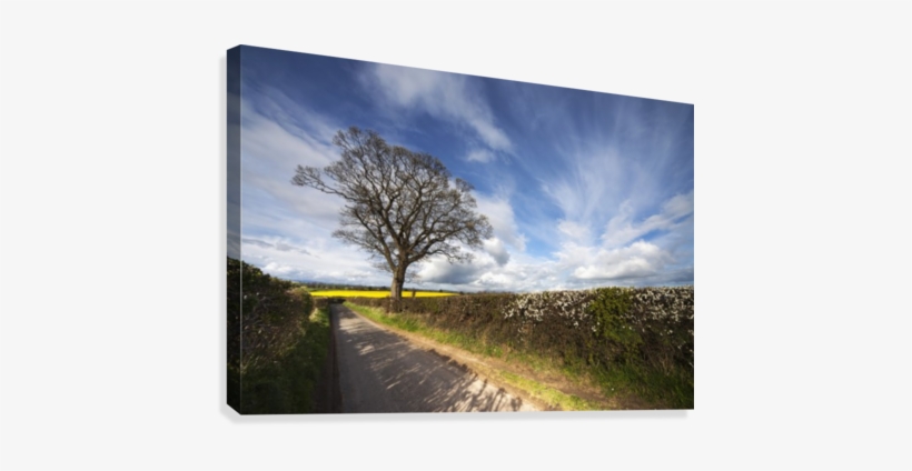 Hedges Growing Along A Rural Road - Posterazzi Hedges Growing Along A Rural Road Yorkshire, transparent png #3162881