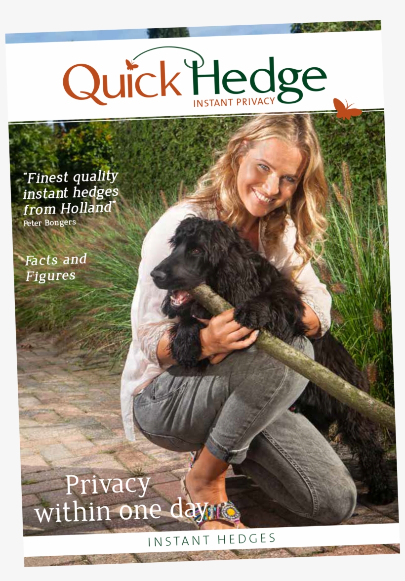 Flyer En - Cocker Spaniel, transparent png #3162960