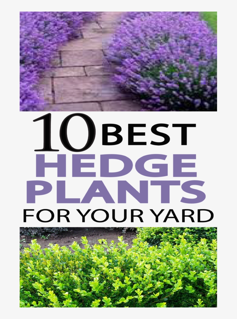 Beautiful Hedge Plants - Hedge Plants, transparent png #3163031
