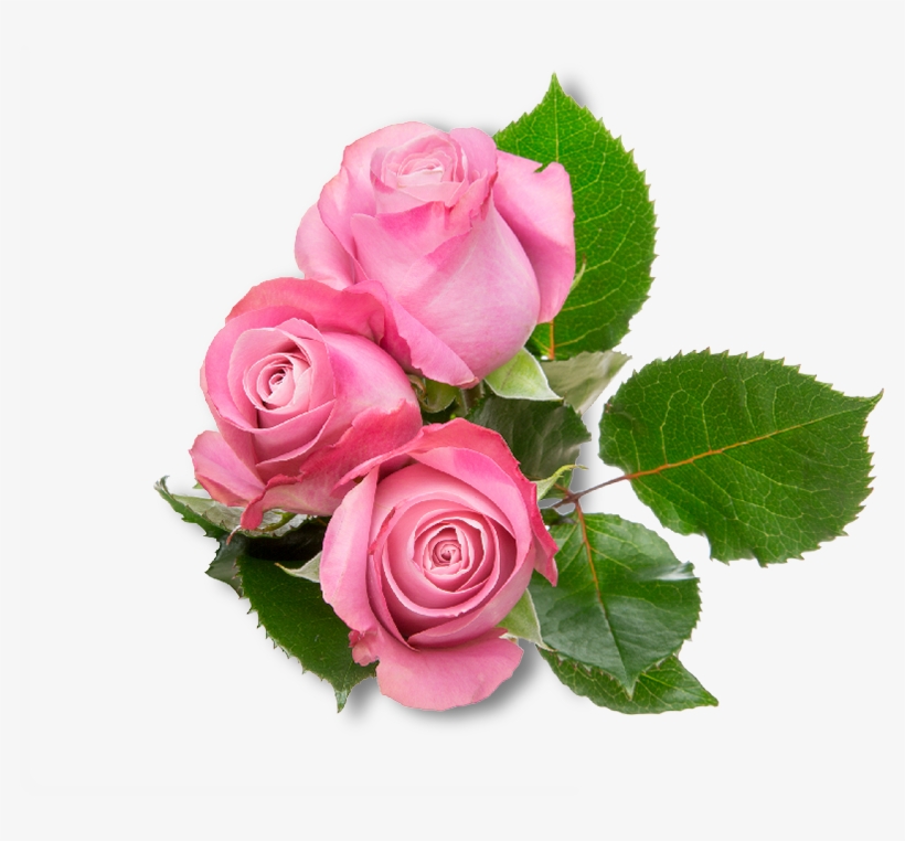 Home - Rose, transparent png #3163791