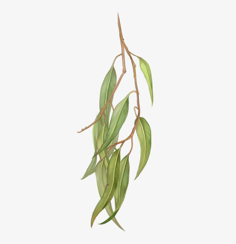 50 G±5% - Bay Laurel, transparent png #3164292