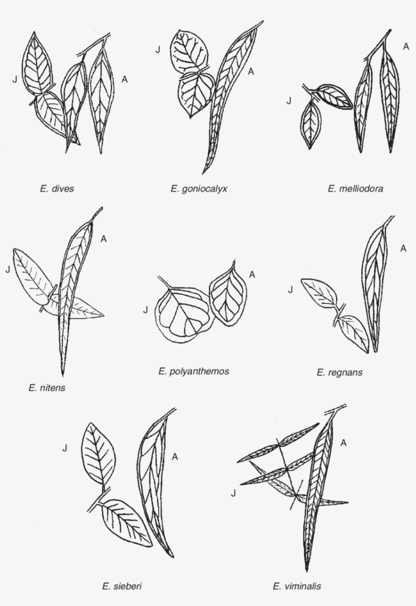Adult And Juvenile (j) Leaves Of The Eucalyptus Species - The Eucalyptus, transparent png #3164529