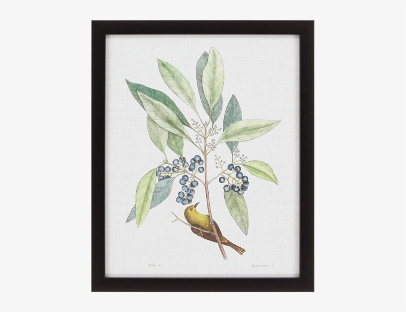 Studies In Nature Iv - Art Print: Catesby's Art Print: Mark Catesby Wall Art,, transparent png #3164822