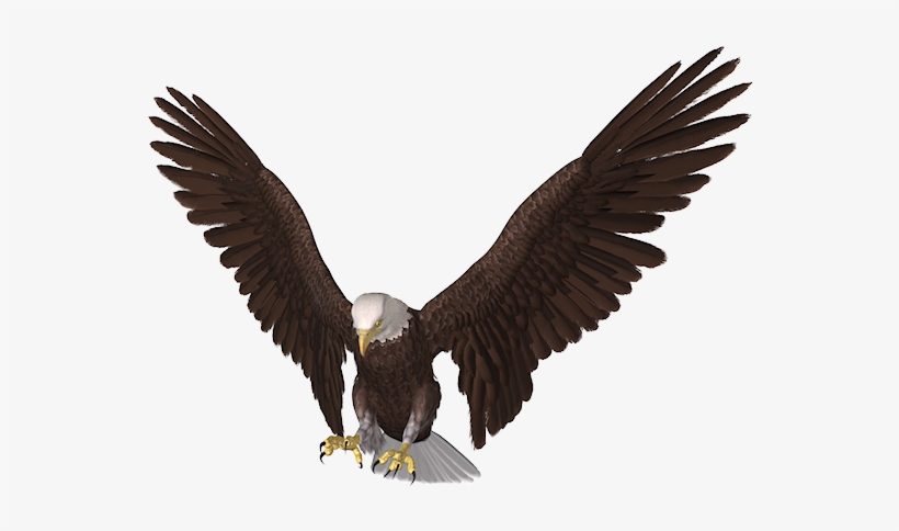 Flying Eagle Pictures Front, transparent png #3164824