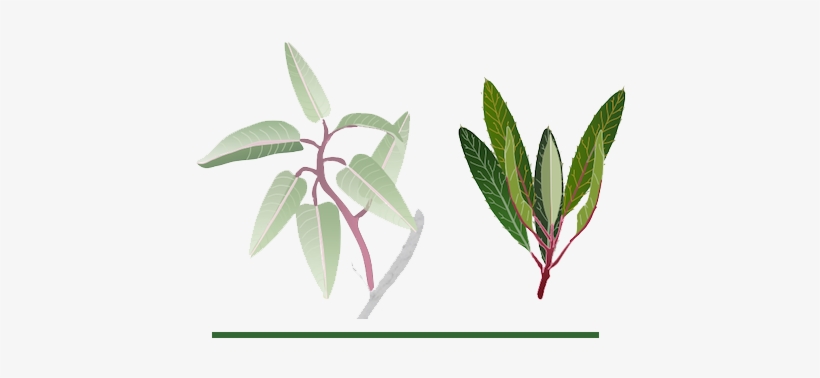 Long Large Leaves - Russian Olive, transparent png #3164845